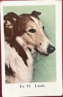 Lassie — 1962 Ex Set #91
