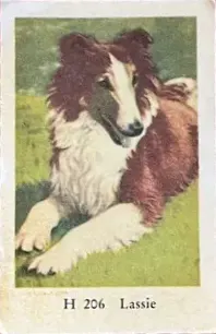 Lassie — 1961 H Set #206